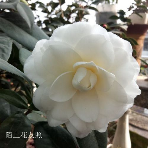 白色茶花品种（白色茶花品种白天鹅）-图3