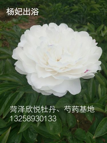 芍药白色品种图片介绍（白色芍药多少钱）-图3