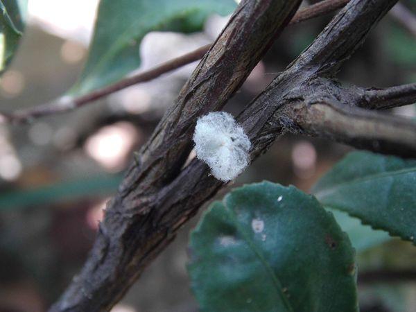 植物上有白色的棉花（植物上棉絮一样的虫子）-图1