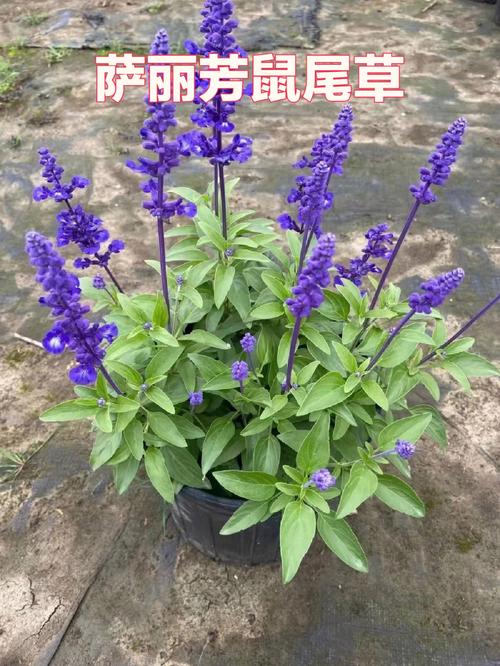 白色鼠尾花（白色鼠尾草种子哪里卖）-图2