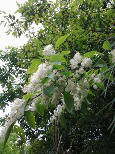 开白色花的木本植物（开白花的木本花卉）-图1