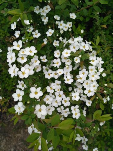 开白色花的木本植物（开白花的木本花卉）-图2