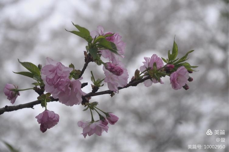 白色晚樱（白色樱花是早樱还是晚樱）-图1