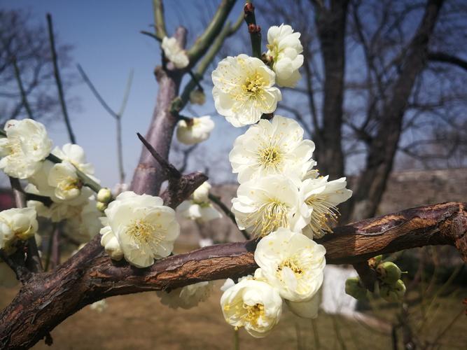 白色梅花品种（白色梅花名品）-图1