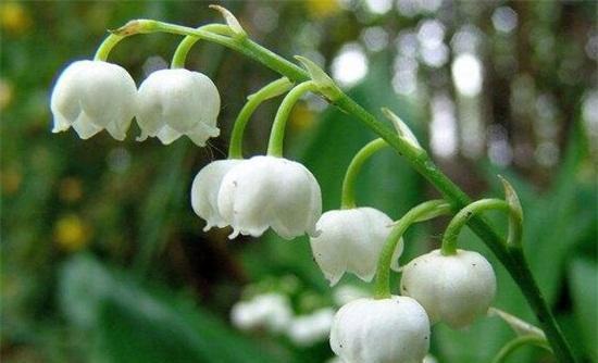 白色类似铃兰的花（长得像铃兰的植物）-图2