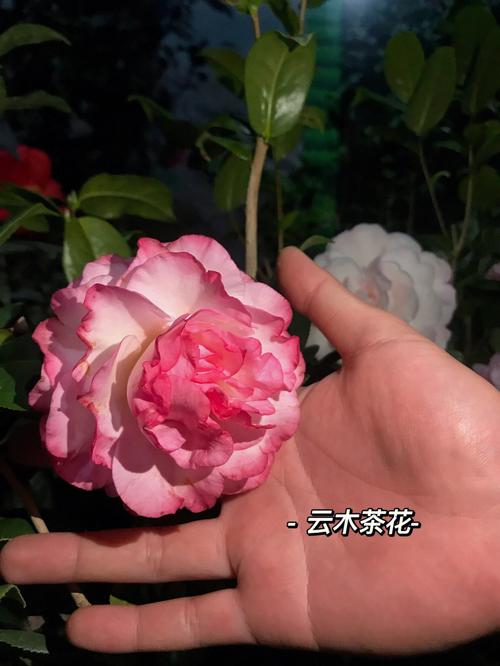 粉白色茶花图片（粉白色茶花图片大全）-图1