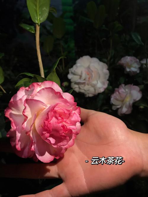 粉白色茶花图片（粉白色茶花图片大全）-图3