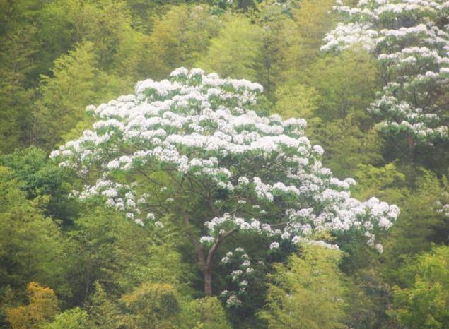 哪种树开白色花（开白色的花树）-图2