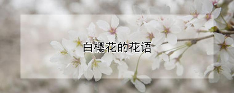 白色樱花花花语（白色樱花的花语是什么意思）-图2