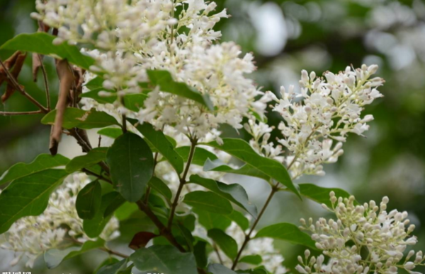 木本白色花（木本开白色很香的花是什么花）-图1