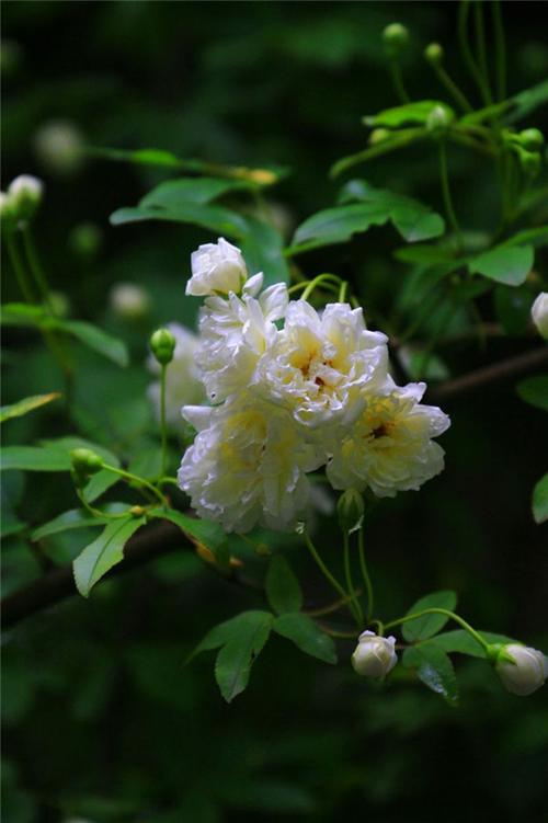 木本白色花辨（木本开白色很香的花是什么花）-图3