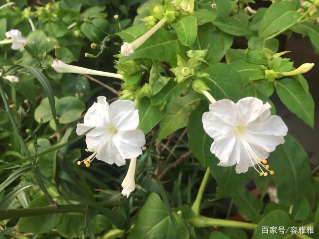 紫白色的花叫什么花（紫白色的花叫什么名字）-图3