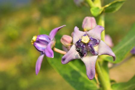 紫白色的花叫什么花（紫白色的花叫什么名字）-图1