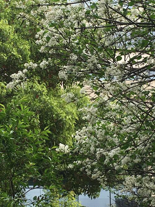 白色花青树（白色冬青花树）-图3