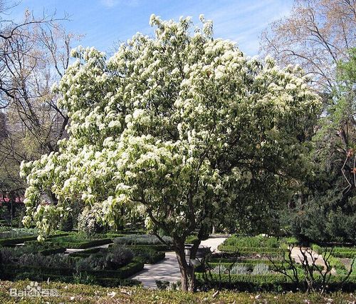 白色的花什么树（白色花树品种大全）-图1