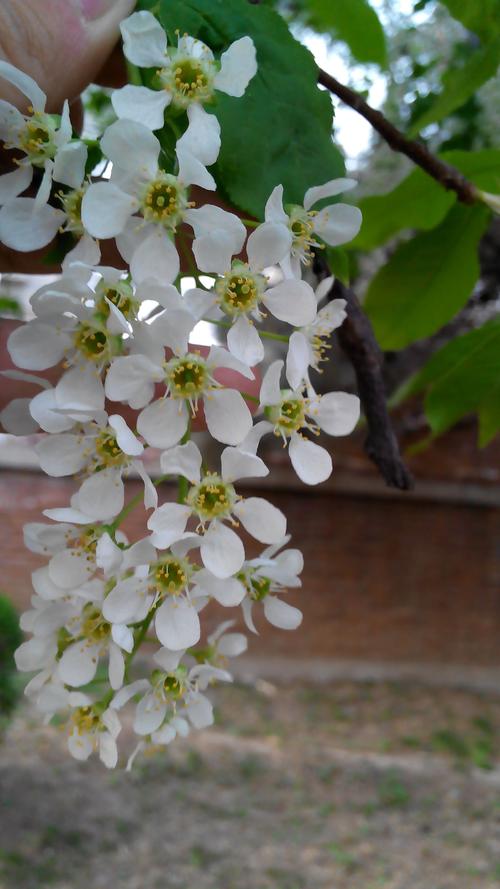 白色的花什么树（白色花树品种大全）-图3
