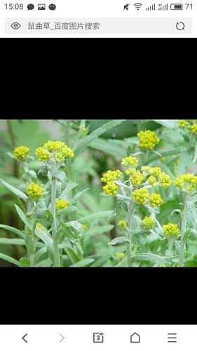 草本植物白色绒毛（有白色绒毛的草可以食用）-图3