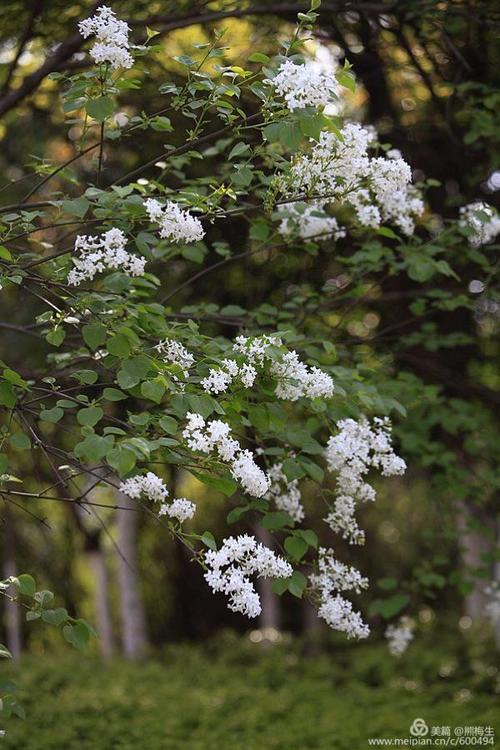 白色丁香花树（白色丁香花好养吗）-图3