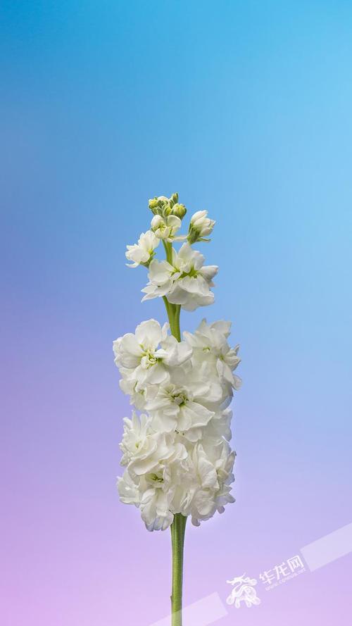白色紫罗兰什么花（白色紫罗兰什么花最好看）-图3