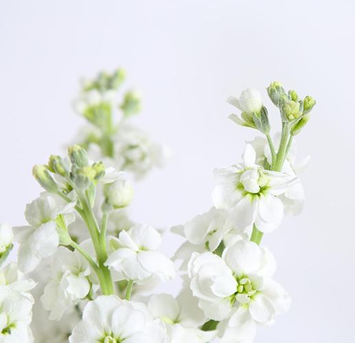 白色紫罗兰什么花（白色紫罗兰什么花最好看）-图2