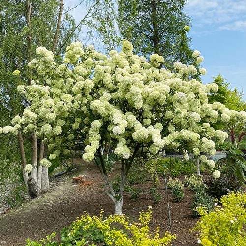 白色庭院式房子（适合庭院种植的白色花）-图2