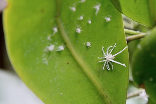 白色虫子多足（白色虫子种类）-图3