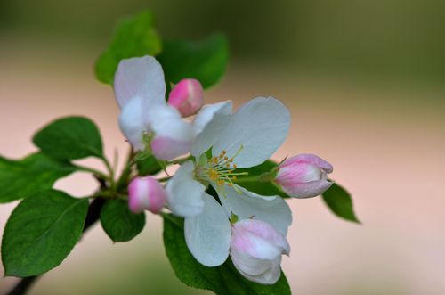 海棠花白色（海棠花白色花）-图2