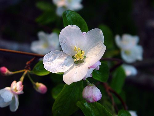 海棠花白色（海棠花白色花）-图3