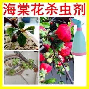 花盆白色虫怎么消灭（花盆中的小白虫是什么,用什么药）-图1