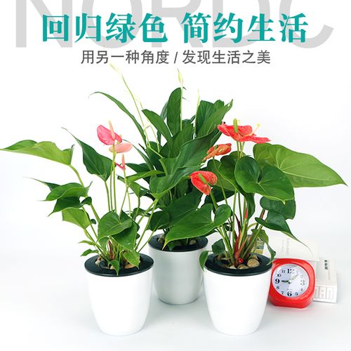 粉白色红掌（红掌白掌粉掌的风水寓意）-图1