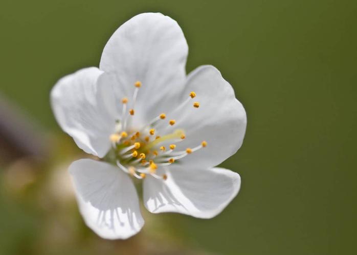 白色花植物图（白色的花卉图片）-图2