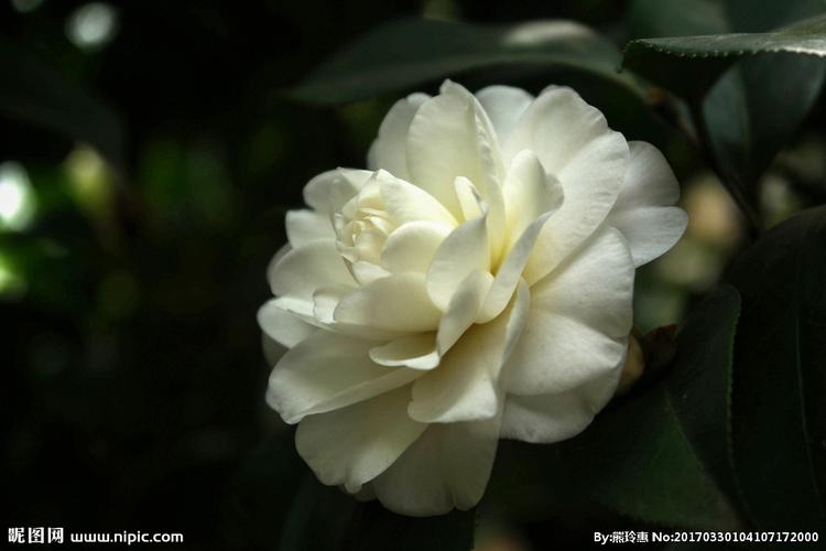 白色花植物图（白色的花卉图片）-图3