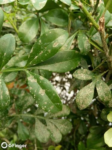 植物上有白色的点（植物上有白点是什么病虫害）-图1