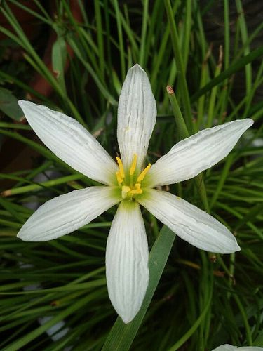 风雨花白色（风雨花 花语）-图1