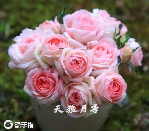 月季白色妖精（月季4大妖花）-图2