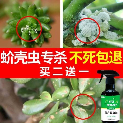 多肉去白色小虫（多肉上的白色虫子用什么药能杀死）-图1