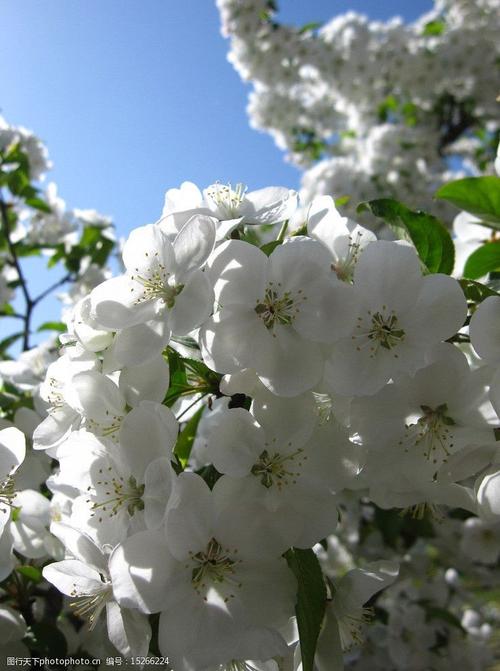 白色海棠花养护（白色海棠花养护图片）-图3