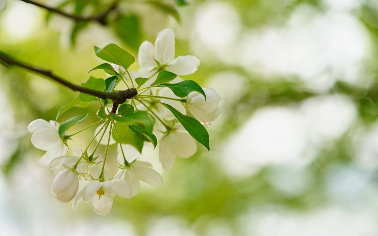 白色海棠花养护（白色海棠花养护图片）-图2