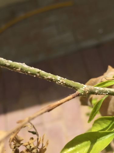 花网白色虫子（花上长满网的白虫子）-图2