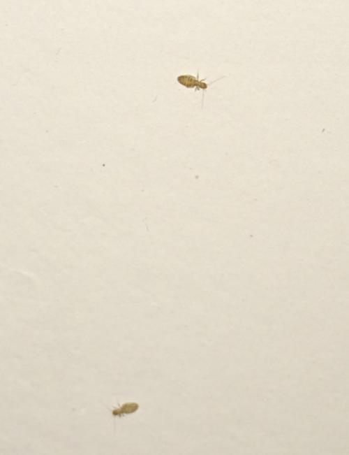墙壁白色虫（墙边白色虫）-图2