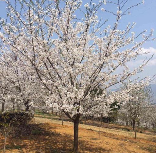 白色樱花树品种（白色的樱花树是什么品种）-图1