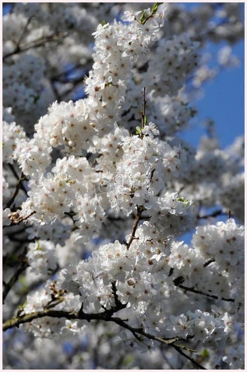 白色樱花树品种（白色的樱花树是什么品种）-图2