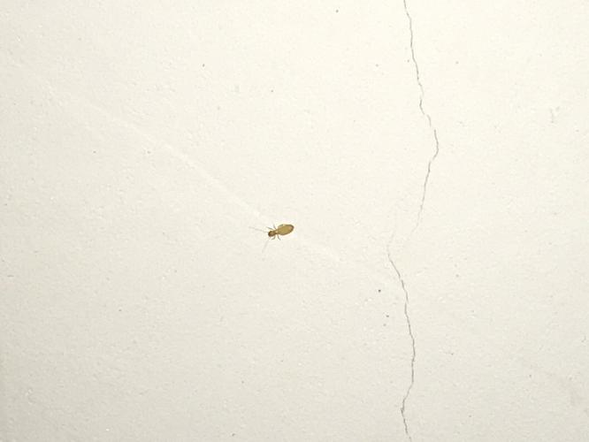 墙上常见的白色幼虫（墙上的白色虫子是什么）-图2