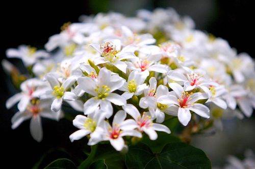 有香味的白色花朵（白色有香味的小花）-图1