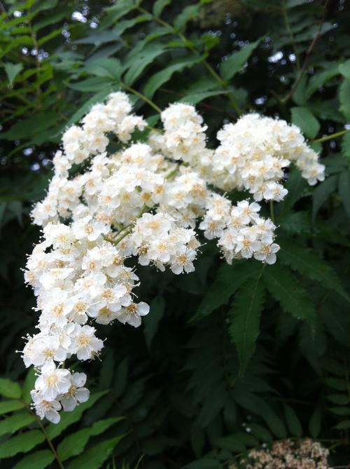 有香味的白色花朵（白色有香味的小花）-图2