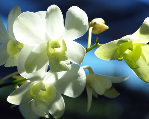 开白色的大兰花树（开花白色的兰花有哪些品种）-图1