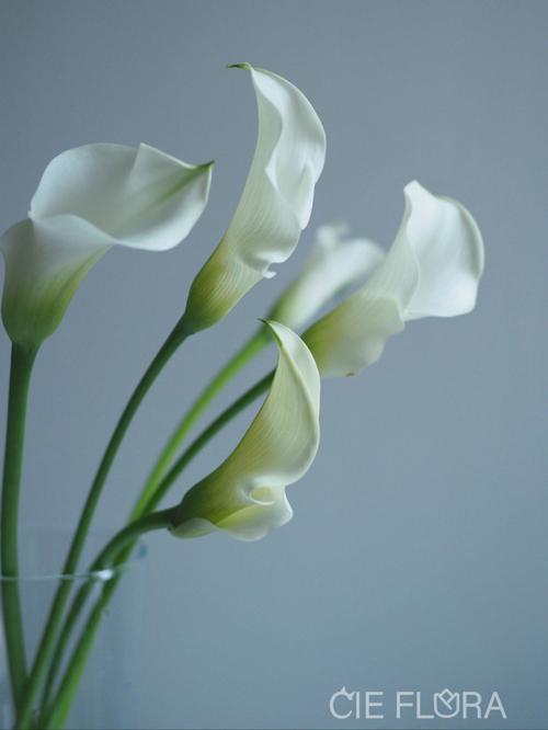 盆栽白色马蹄莲养殖（白色马蹄莲的花语）-图3