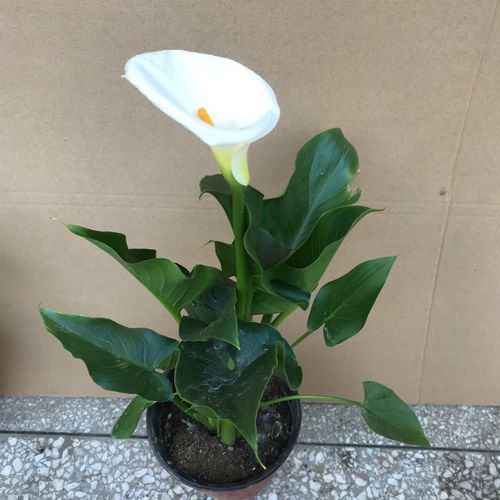盆栽白色马蹄莲养殖（白色马蹄莲的花语）-图2