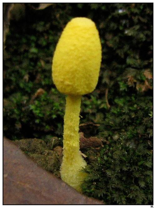 菌像木头黄白色（木头上的黄色菌）-图1
