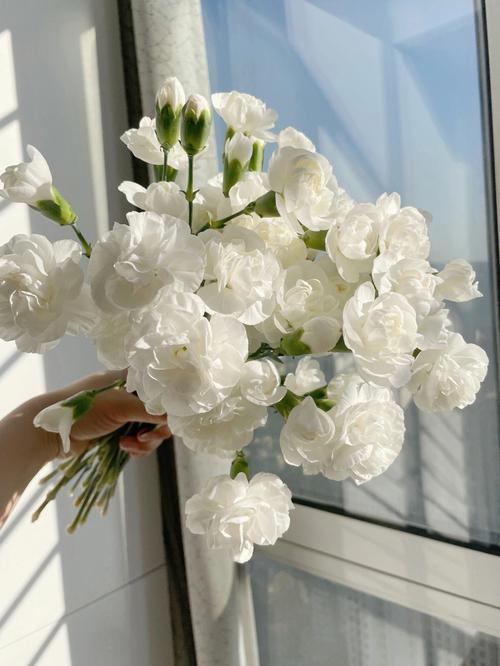 室内放白色的花（室内放白色的花有哪些）-图2